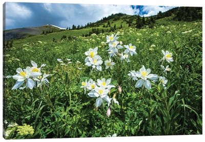 Wildflowers Growing In A Field, Crested Butte, Colorado, USA Canvas Art Print - Garden & Floral Landscape Art