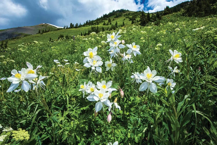 Wildflowers Growing In A Field, Crested Butte, Colorado, USA