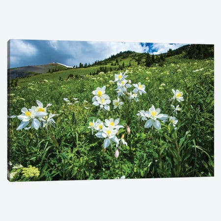 Wildflowers Growing In A Field, Crested Butte, Colorado, USA Canvas Print #PIM15060} by Panoramic Images Canvas Art