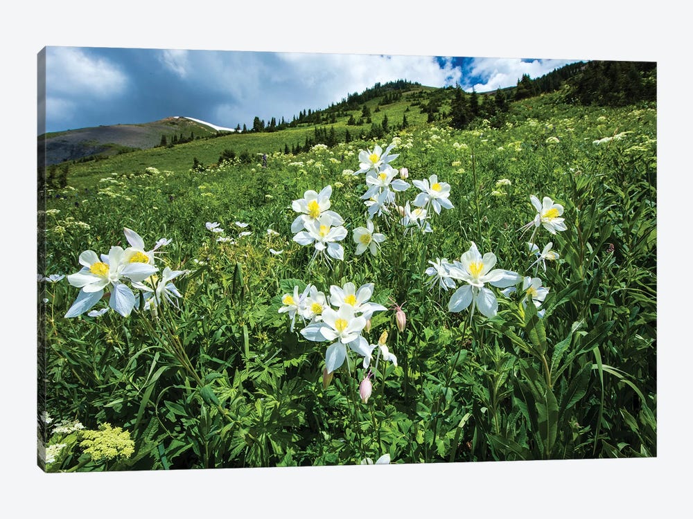 Wildflowers Growing In A Field, Crested Butte, Colorado, USA by Panoramic Images 1-piece Canvas Artwork
