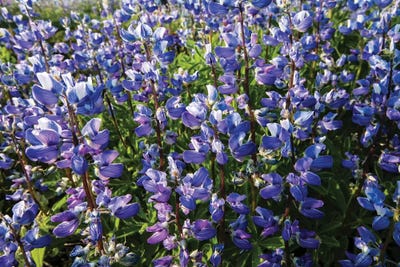 Wildflowers In A Field, Mount Rainier National Park, Washington State, USA by Panoramic Images canvas print