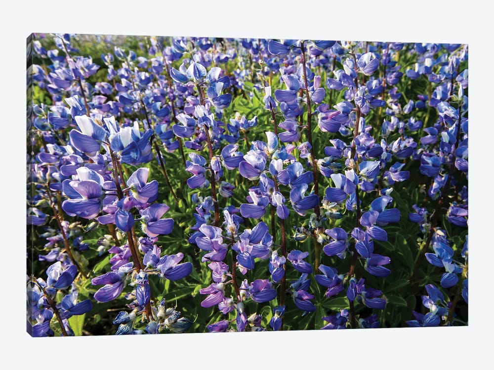 Wildflowers In A Field, Mount Rainier National Park, Washington State, USA by Panoramic Images 1-piece Canvas Print