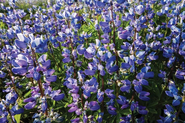 Lupines: Wildflowers In A Field, Mount Rainier National Park, Washington State, USA by Panoramic Images
