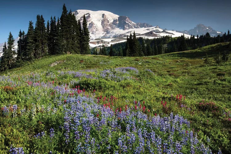 Wildflowers On A Hill, Mount Rainier National Park, Washington State, USA I