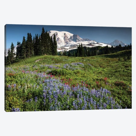 Wildflowers On A Hill, Mount Rainier National Park, Washington State, USA I Canvas Print #PIM15064} by Panoramic Images Art Print