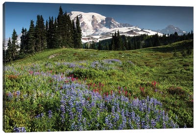 Wildflowers On A Hill, Mount Rainier National Park, Washington State, USA I Canvas Art Print - Mount Rainier