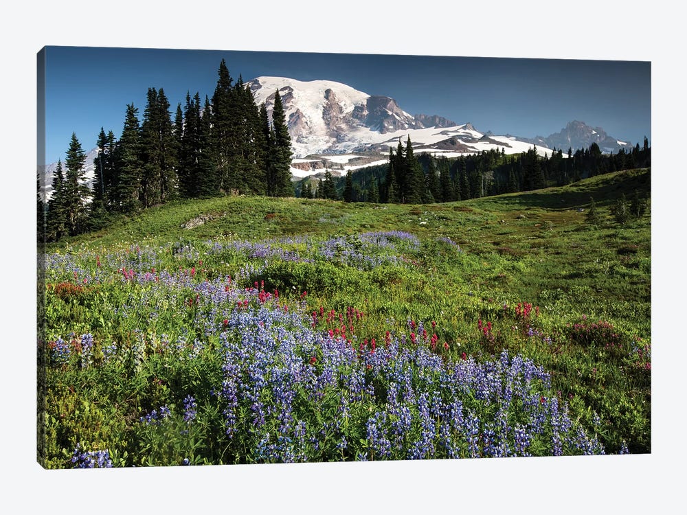 Wildflowers On A Hill, Mount Rainier National Park, Washington State, USA I by Panoramic Images 1-piece Canvas Art