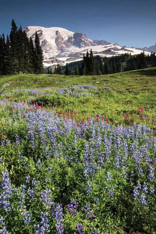 Wildflowers On A Hill, Mount Rainier National Park, Washington State, USA II by Panoramic Images wall art