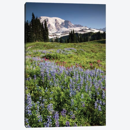 Wildflowers On A Hill, Mount Rainier National Park, Washington State, USA II Canvas Print #PIM15065} by Panoramic Images Canvas Print