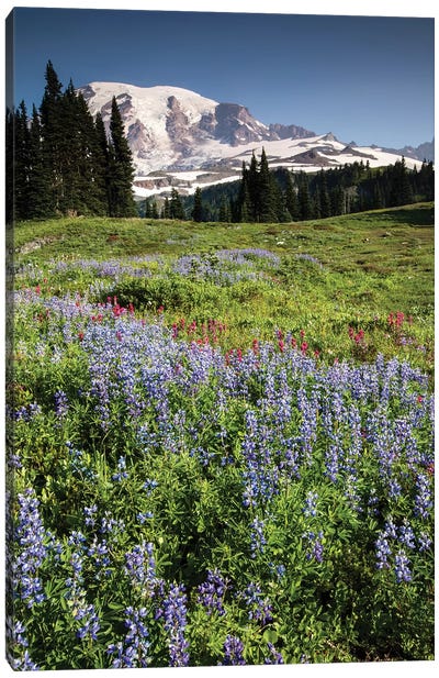 Wildflowers On A Hill, Mount Rainier National Park, Washington State, USA II Canvas Art Print - Mount Rainier