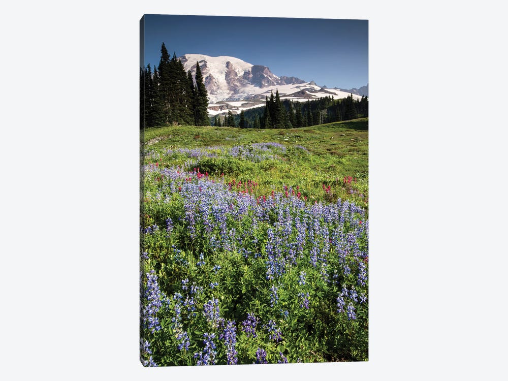 Wildflowers On A Hill, Mount Rainier National Park, Washington State, USA II by Panoramic Images 1-piece Art Print