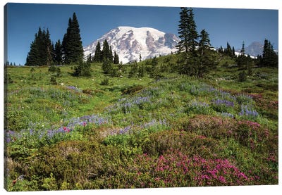 Wildflowers On A Hill, Mount Rainier National Park, Washington State, USA III Canvas Art Print - Garden & Floral Landscape Art