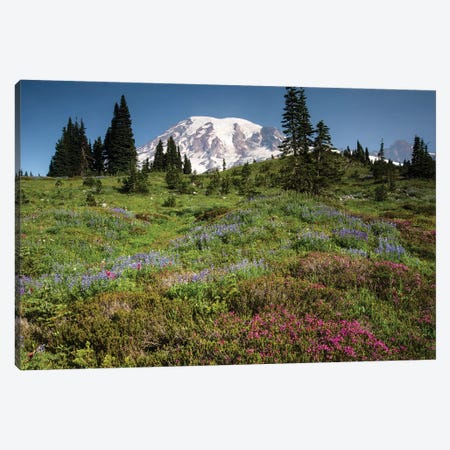 Wildflowers On A Hill, Mount Rainier National Park, Washington State, USA III Canvas Print #PIM15066} by Panoramic Images Art Print