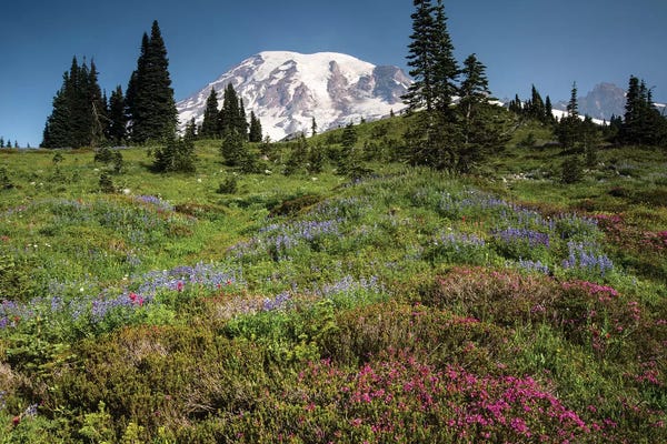 Mount Rainier: Wildflowers On A Hill III, Mount Rainier National Park, Washington State, USA by Panoramic Images