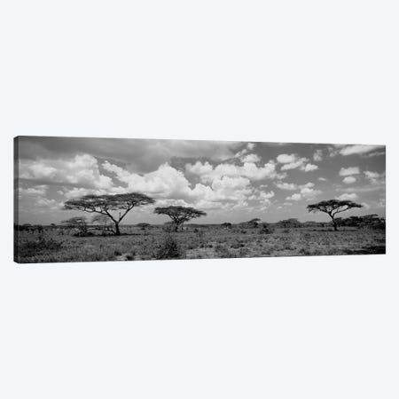 Acacia Trees On A Landscape, Lake Ndutu, Tanzania Canvas Print #PIM15074} by Panoramic Images Canvas Artwork