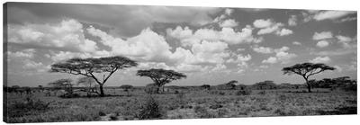 Acacia Trees On A Landscape, Lake Ndutu, Tanzania Canvas Art Print - Tanzania