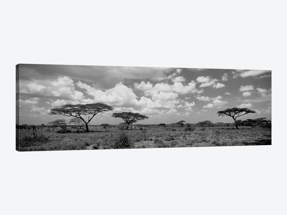 Acacia Trees On A Landscape, Lake Ndutu, Tanzania by Panoramic Images 1-piece Art Print