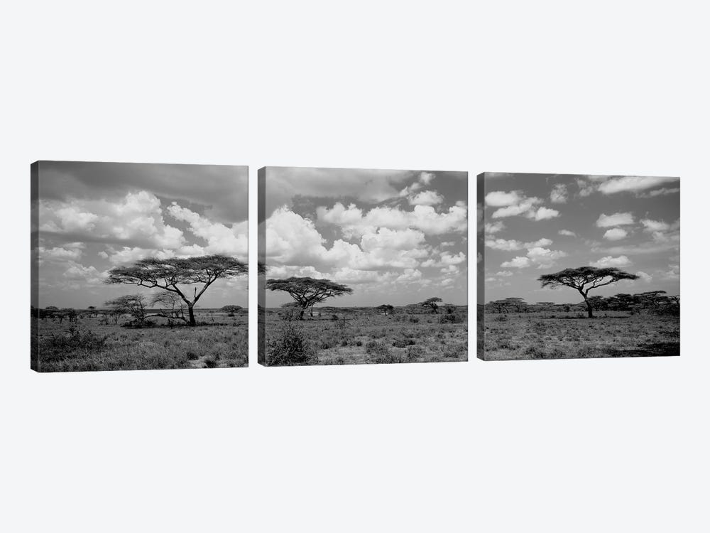 Acacia Trees On A Landscape, Lake Ndutu, Tanzania by Panoramic Images 3-piece Art Print
