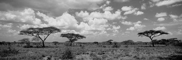 Tanzania: Acacia Trees On A Landscape, Lake Ndutu, Tanzania by Panoramic Images