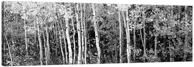 Aspen And Black Hawthorn Trees In A Forest, Grand Teton National Park, Wyoming, USA Canvas Art Print - Aspen Tree Art