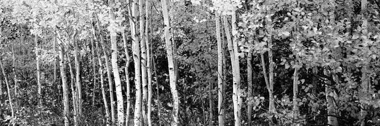 Aspen And Black Hawthorn Trees In A Forest, Grand Teton National Park, Wyoming, USA