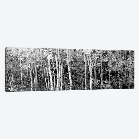 Aspen And Black Hawthorn Trees In A Forest, Grand Teton National Park, Wyoming, USA Canvas Print #PIM15075} by Panoramic Images Canvas Wall Art