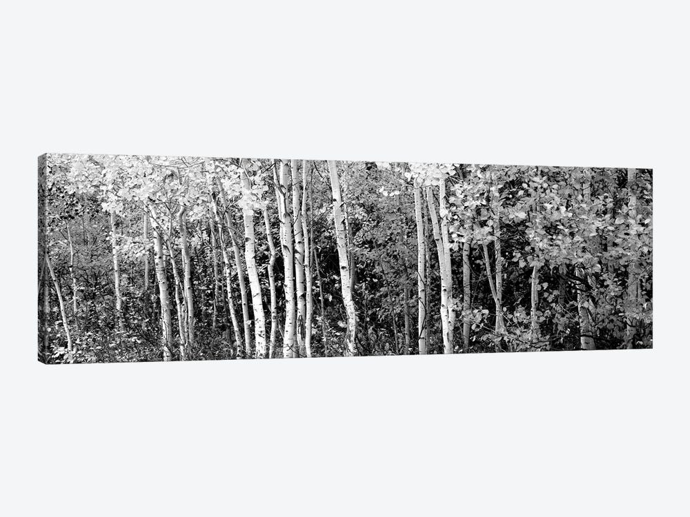 Aspen And Black Hawthorn Trees In A Forest, Grand Teton National Park, Wyoming, USA by Panoramic Images 1-piece Canvas Wall Art