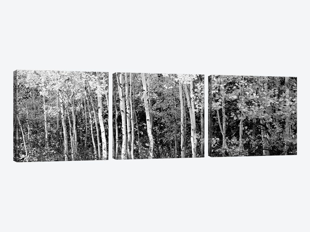 Aspen And Black Hawthorn Trees In A Forest, Grand Teton National Park, Wyoming, USA by Panoramic Images 3-piece Canvas Art