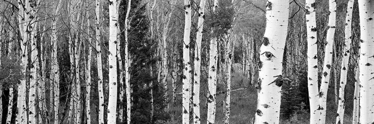 Aspen And Conifers Trees In A Forest, Granite Canyon, Grand Teton National Park, Wyoming, USA