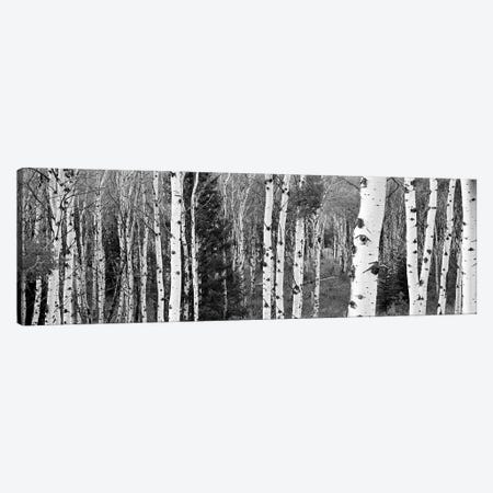 Aspen And Conifers Trees In A Forest, Granite Canyon, Grand Teton National Park, Wyoming, USA Canvas Print #PIM15076} by Panoramic Images Canvas Wall Art