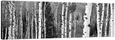 Aspen And Conifers Trees In A Forest, Granite Canyon, Grand Teton National Park, Wyoming, USA Canvas Art Print - Aspen Tree Art