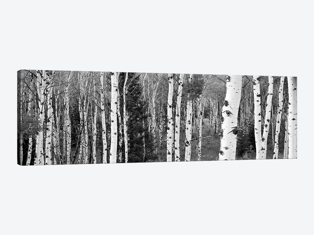 Aspen And Conifers Trees In A Forest, Granite Canyon, Grand Teton National Park, Wyoming, USA by Panoramic Images 1-piece Canvas Art Print