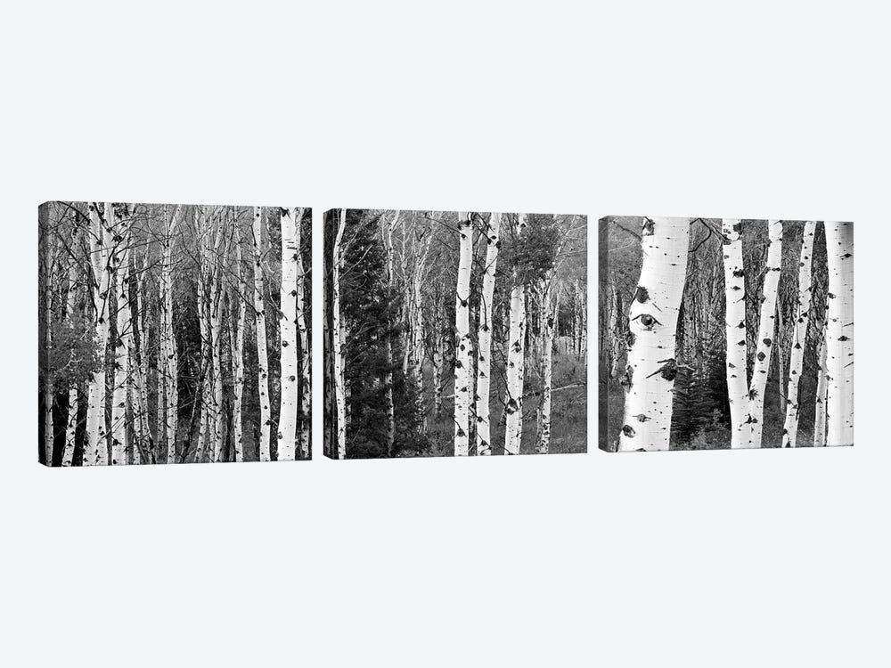 Aspen And Conifers Trees In A Forest, Granite Canyon, Grand Teton National Park, Wyoming, USA by Panoramic Images 3-piece Canvas Art Print