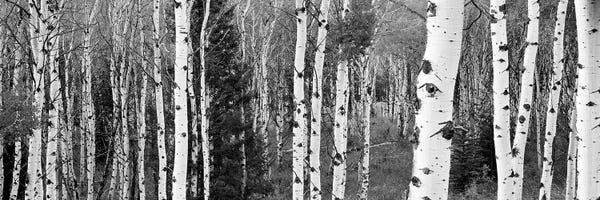 Grand Teton National Park: Aspen And Conifers Trees In A Forest, Granite Canyon, Grand Teton National Park, Wyoming, USA by Panoramic Images