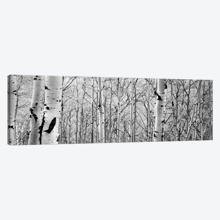 Aspen Trees In A Forest Canvas Print #PIM15077} by Panoramic Images Canvas Wall Art