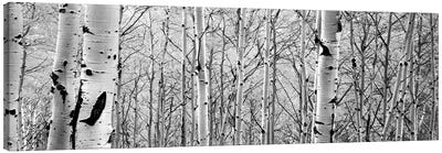 Aspen Trees In A Forest Canvas Art Print - Black & White Photography