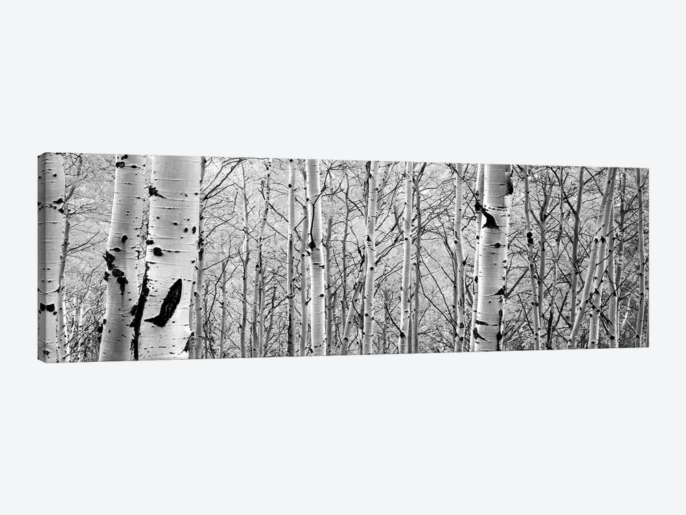 Aspen Trees In A Forest by Panoramic Images 1-piece Canvas Art