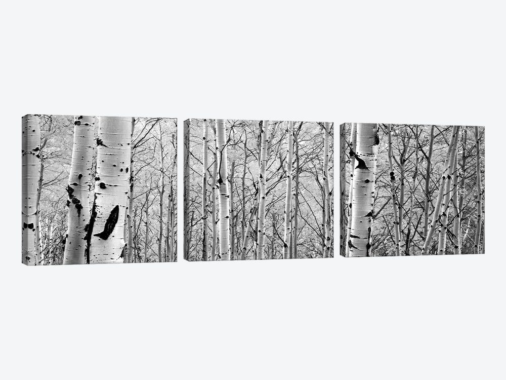 Aspen Trees In A Forest by Panoramic Images 3-piece Canvas Art