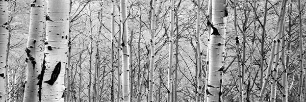Large Floral & Botanical Art - Canvas Prints: Aspen Trees In A Forest by Panoramic Images