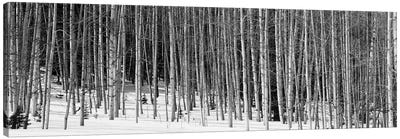 Aspen Trees In A Forest, Chama, New Mexico, USA Canvas Art Print - New Mexico Art
