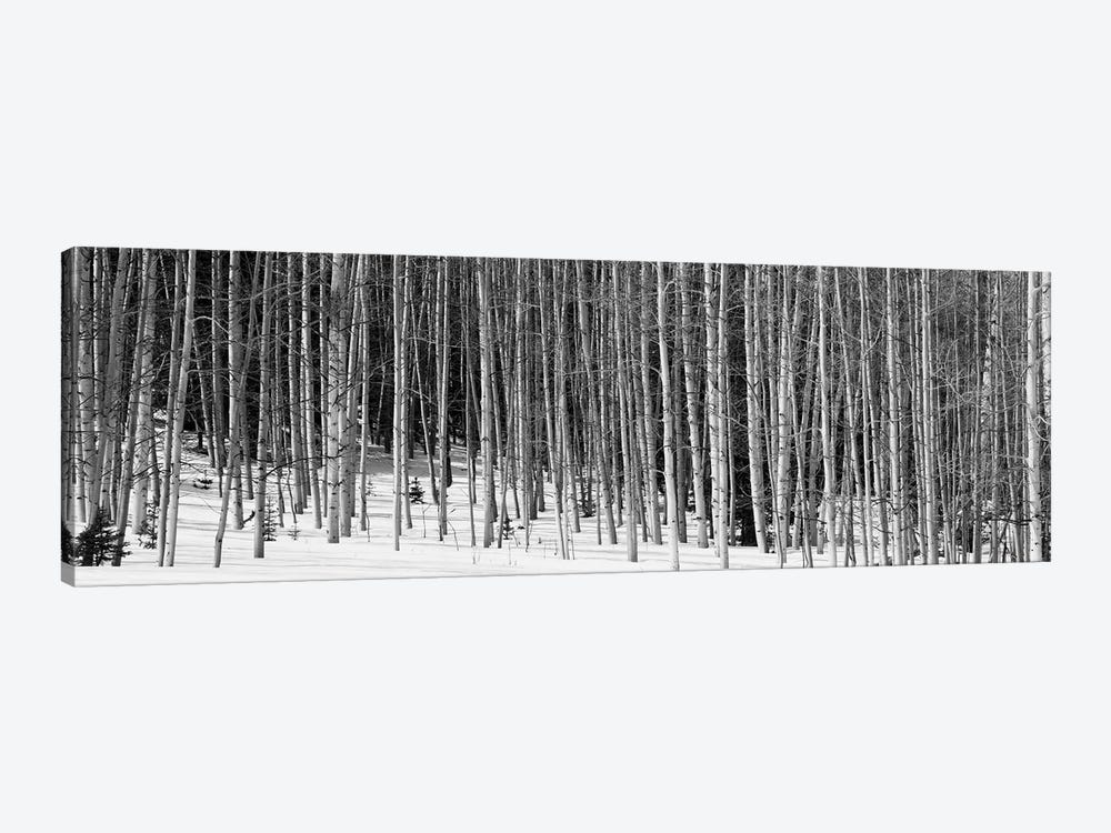 Aspen Trees In A Forest, Chama, New Mexico, USA by Panoramic Images 1-piece Art Print