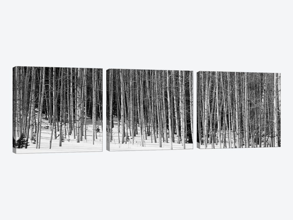 Aspen Trees In A Forest, Chama, New Mexico, USA by Panoramic Images 3-piece Canvas Art Print