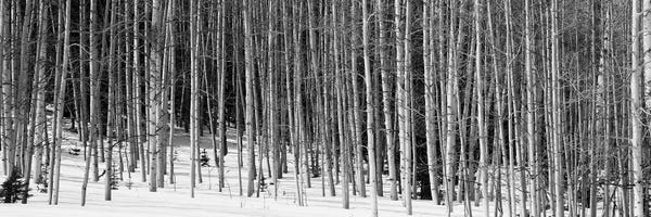 Aspen Trees In A Forest, Chama, New Mexico, USA