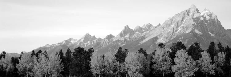 Aspen Trees On A Mountainside, Grand Teton, Teton Range, Grand Teton National Park, Wyoming, USA