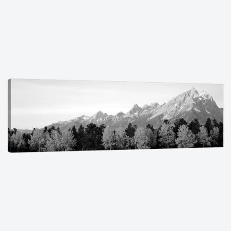 Aspen Trees On A Mountainside, Grand Teton, Teton Range, Grand Teton National Park, Wyoming, USA Canvas Print #PIM15079} by Panoramic Images Art Print
