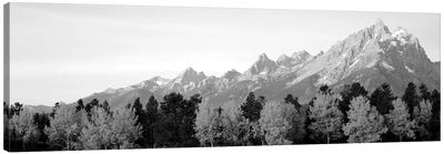 Aspen Trees On A Mountainside, Grand Teton, Teton Range, Grand Teton National Park, Wyoming, USA Canvas Art Print - Teton Range Art