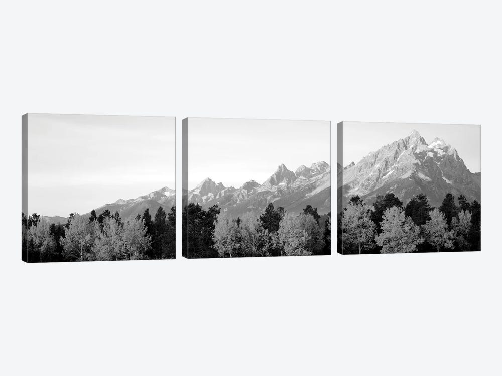 Aspen Trees On A Mountainside, Grand Teton, Teton Range, Grand Teton National Park, Wyoming, USA by Panoramic Images 3-piece Canvas Wall Art