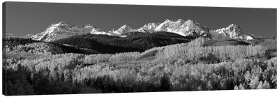 Aspens, Autumn, Rocky Mountains, Colorado, USA Canvas Art Print - Panoramic Photography