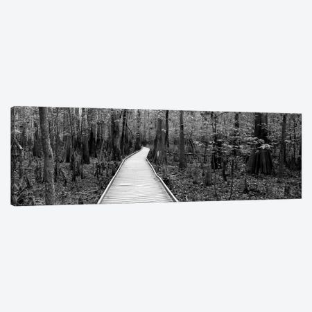 Boardwalk Passing Through A Forest, Congaree National Park, South Carolina, USA Canvas Print #PIM15086} by Panoramic Images Canvas Print