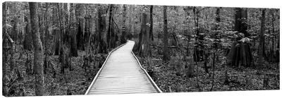 Boardwalk Passing Through A Forest, Congaree National Park, South Carolina, USA Canvas Art Print - South Carolina Art